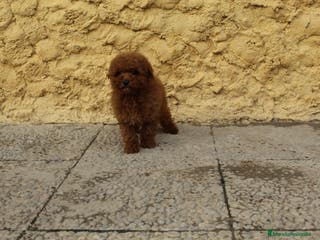 Caniche Toy perros Caniche macho rojo - Anuncio 4