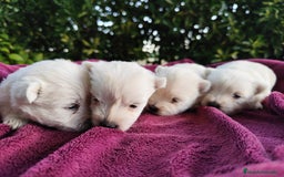 West Highland White Terrier perros en venta: West highlights White Terrier  - Imagen 2