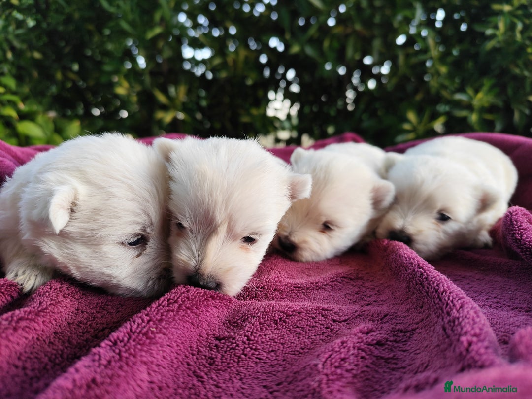 West Highland White Terrier perros en venta: West highlights White Terrier  - Imagen 2