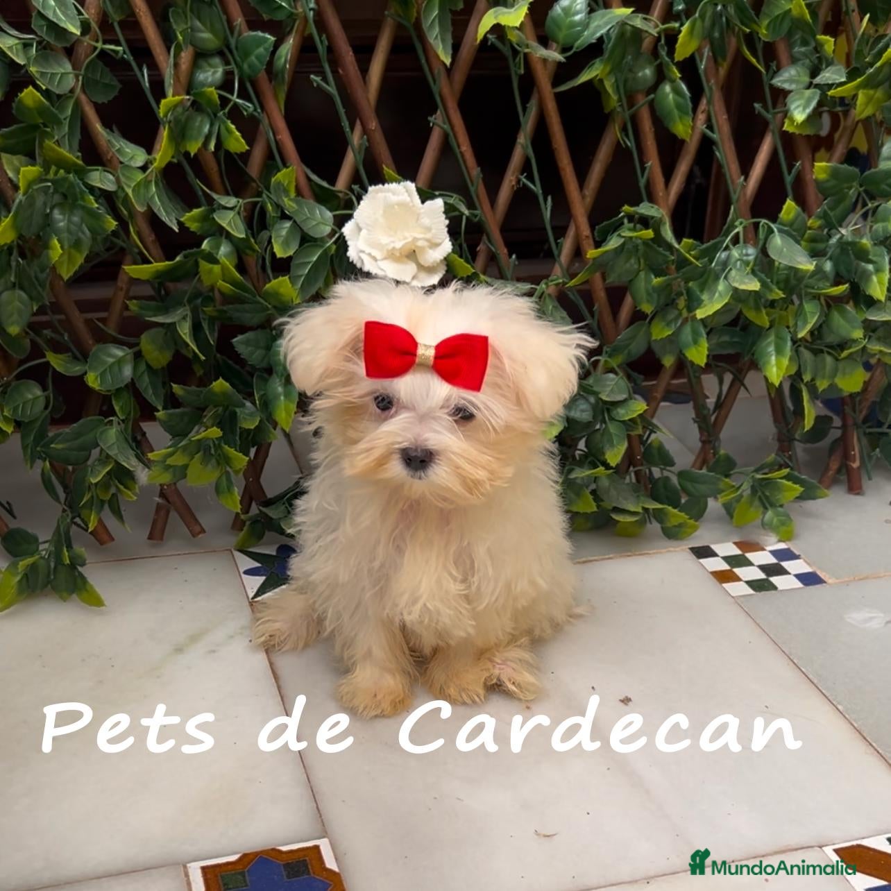 Bichón Maltés perros BICHÓN MALTÉS HEMBRA LÍNEA COREANA - Anuncio 2