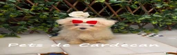 Bichón Maltés perros en venta: BICHÓN MALTÉS HEMBRA LÍNEA COREANA - Anuncio 2
