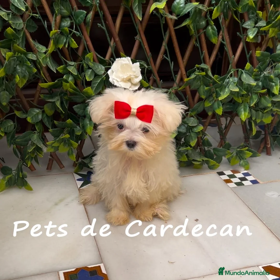 Bichón Maltés perros en venta: BICHÓN MALTÉS HEMBRA LÍNEA COREANA - Anuncio 2