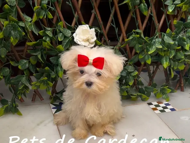 Bichón Maltés perros en venta: BICHÓN MALTÉS HEMBRA LÍNEA COREANA - Anuncio 2