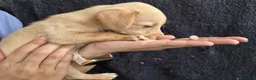 Podenco Andaluz perros en venta: Cachorros podenco andaluz puro - Anuncio 7