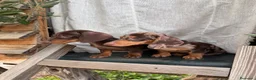 Teckel Miniatura perros en venta: Teckel miniatura pelo corto - Anuncio 8