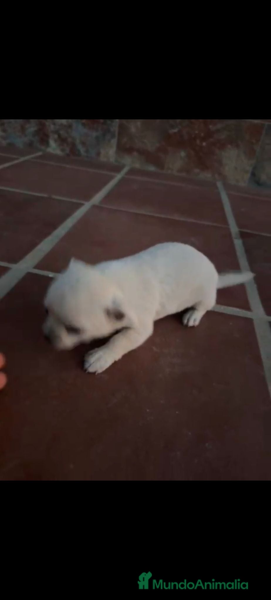 Chihuahua perros Macho chihuahua toys disponible  - Anuncio 1