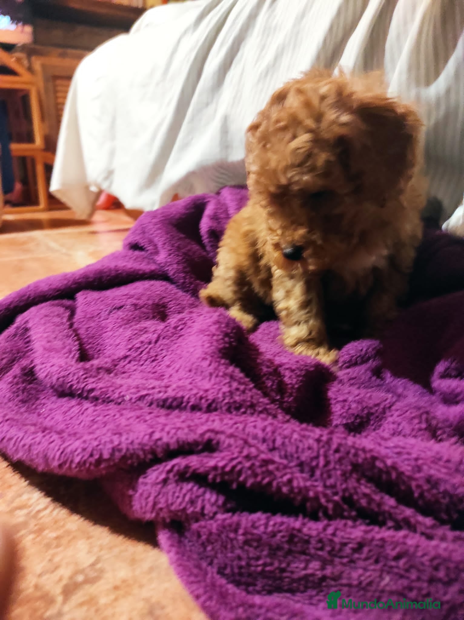 Caniche Mediano perros Caniche rojo estándar - Anuncio 13