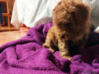 Caniche Mediano perros Caniche rojo estándar - Anuncio 3