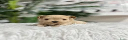 Maltipoo perros en venta: MALTIPOO 100% COREANO - Anuncio 13