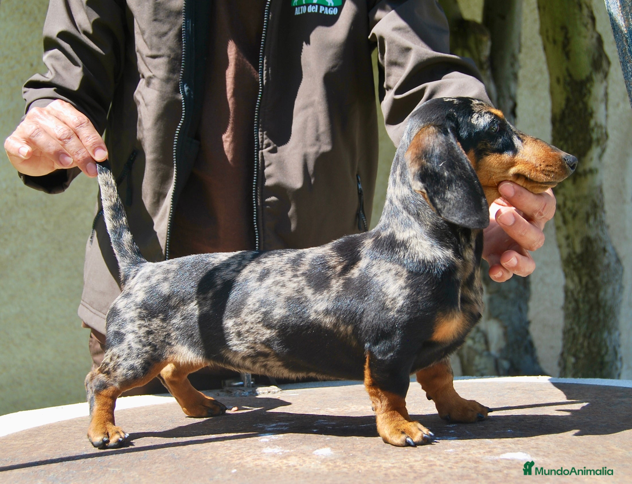 Teckel Miniatura perros Teckel Kaninchen Cachorros disponibles - Anuncio 15