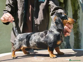 Teckel Miniatura perros Teckel Kaninchen Cachorros disponibles - Anuncio 15