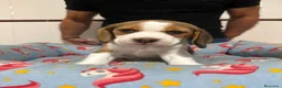 Beagle perros en venta: Cachorros beagle tricolor - Anuncio 4