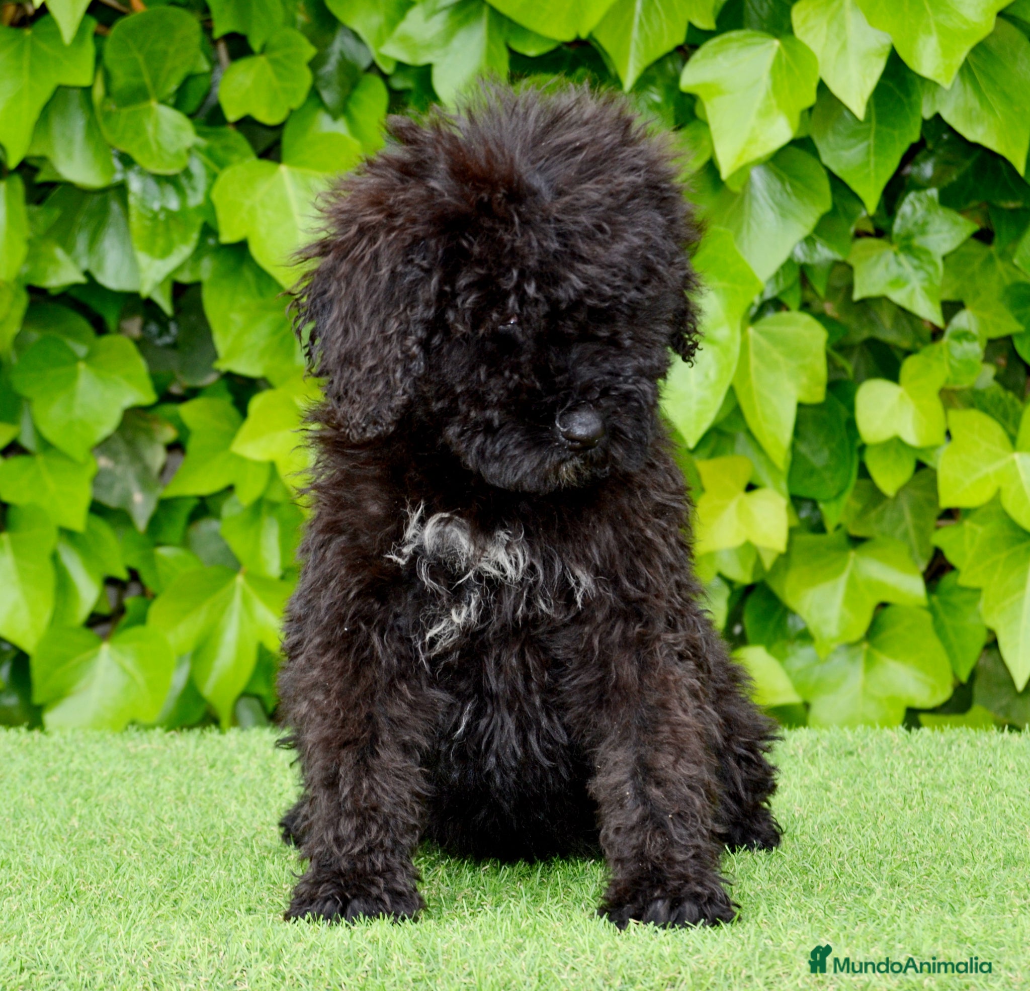 Perro de Agua Español perros CACHORRO PERRO DE AGUA ESPAÑOL  - Anuncio 24