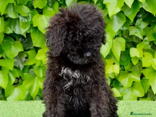 Perro de Agua Español perros CACHORRO PERRO DE AGUA ESPAÑOL - Anuncio 24