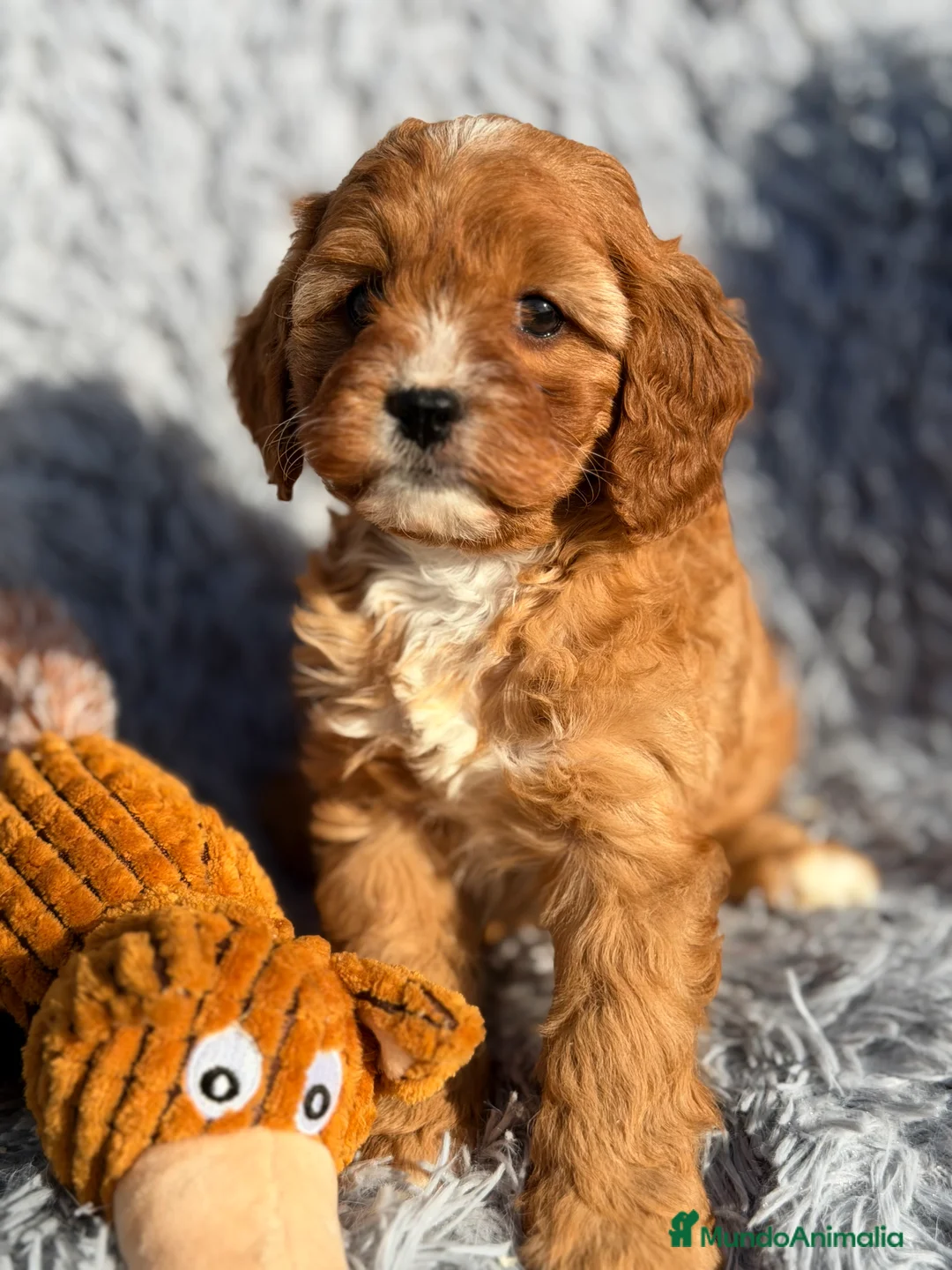 Cavapoo perros en venta: Cavapoo hembra  - Anuncio 8