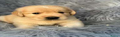 Golden Retriever 4