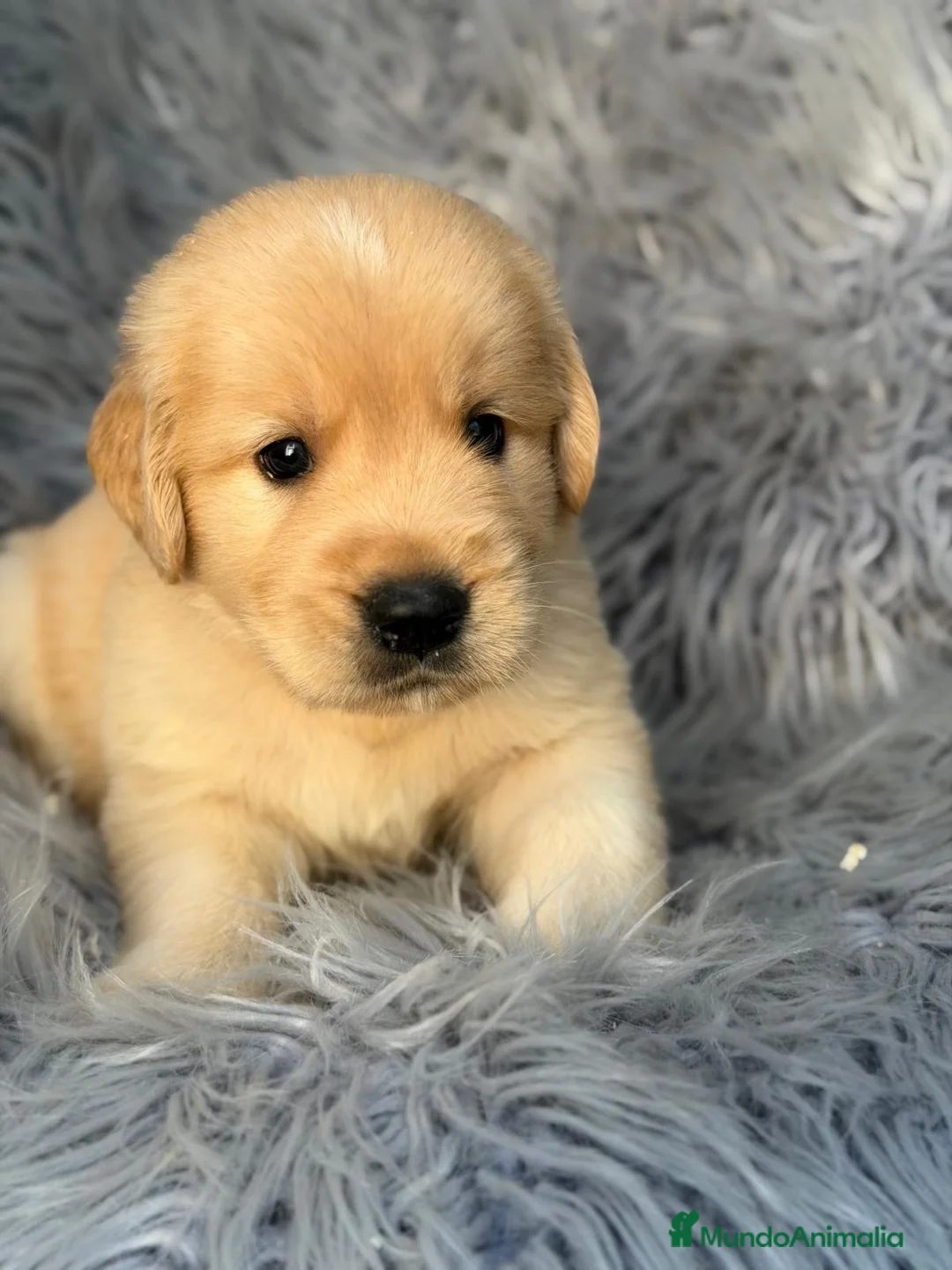 Golden Retriever perros en venta: GOLDEN RETRIEVER CALIDAD - Anuncio 6