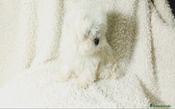 Bichón Maltés perros en venta: ‼️‼️Preciosa camada de toy bichón maltes toy - Imagen 3