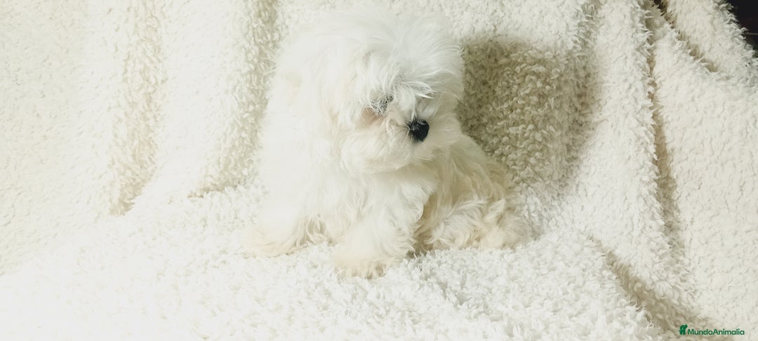 Bichón Maltés perros en venta: ‼️‼️Preciosa camada de toy bichón maltes toy - Imagen 3