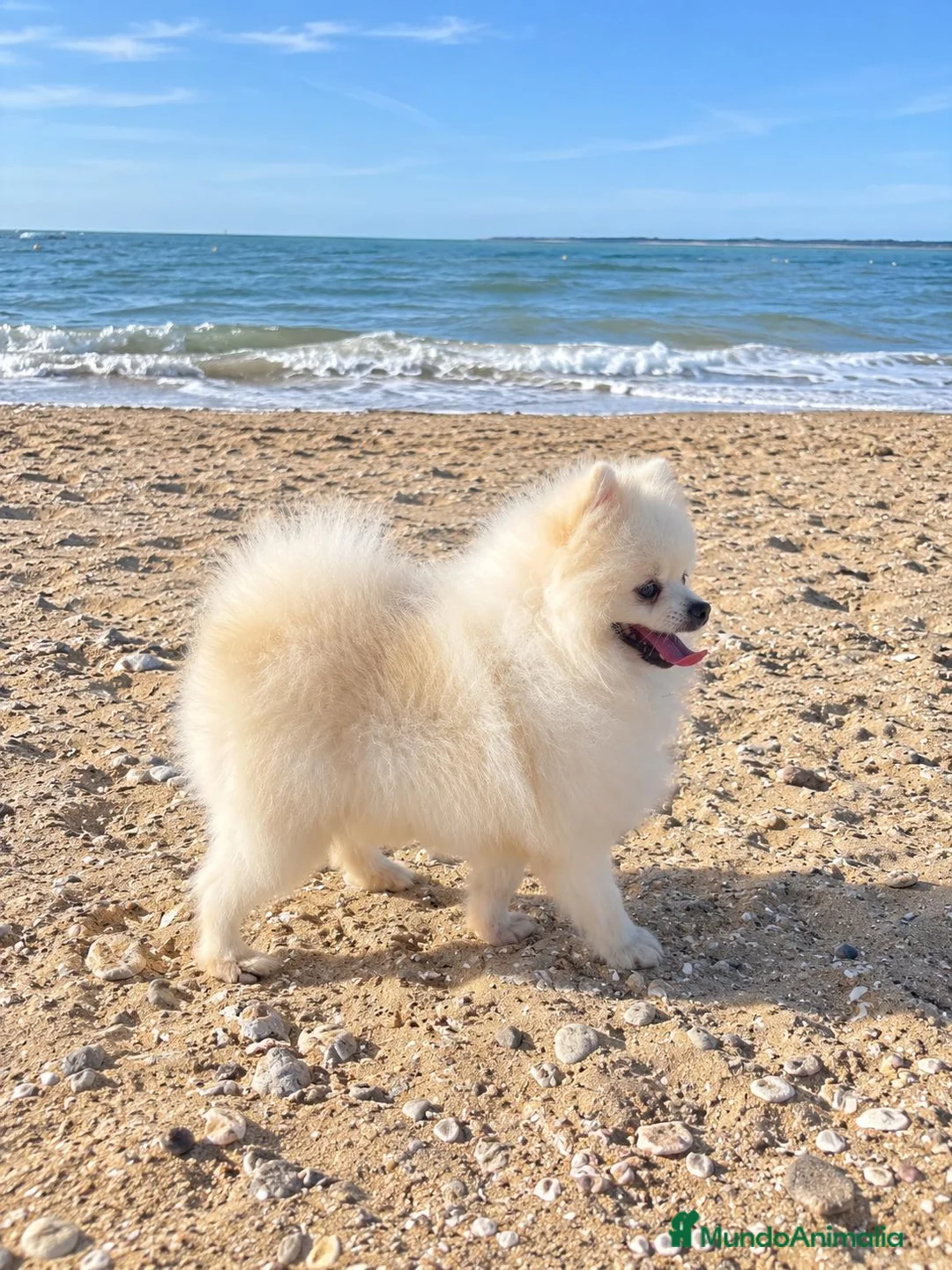 Pomerania perros para monta: POMERANIA PARA MONTA - Anuncio 2