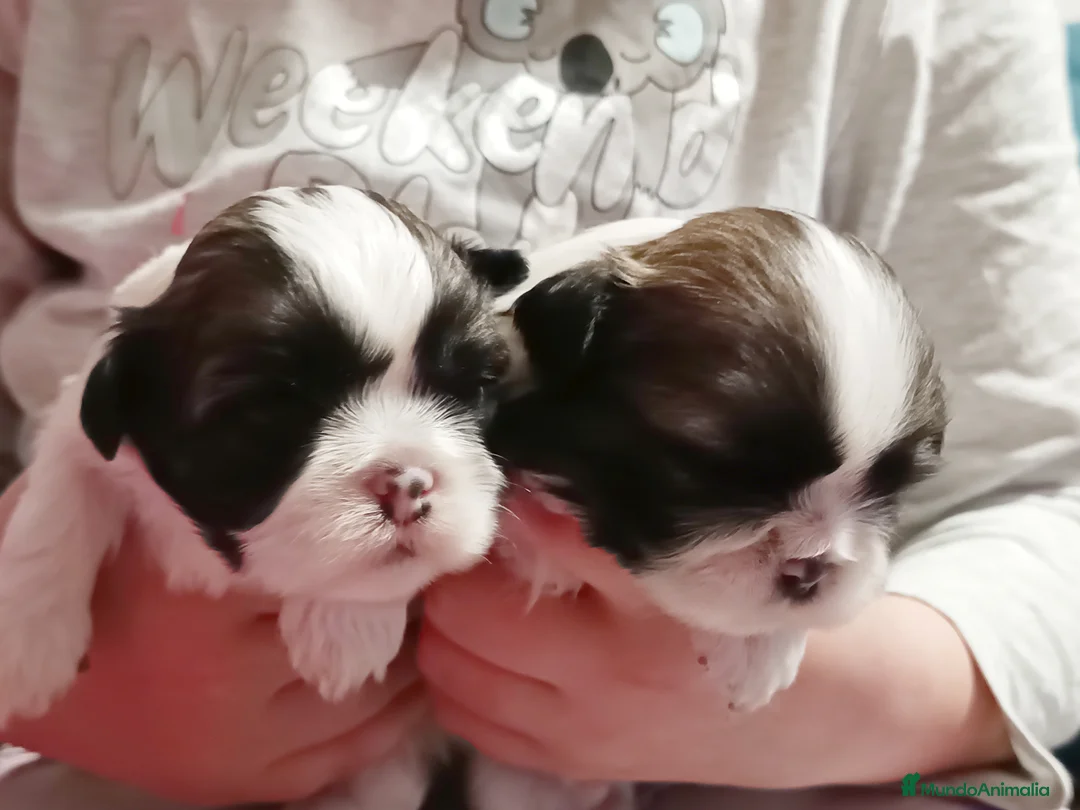 Shih Tzu perros en venta: Shih Tzu de Mumbrafer - Anuncio 4