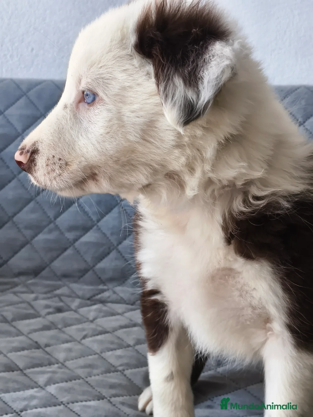 Border Collie perros en venta: BORDER COLLIE - Anuncio 7
