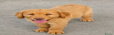 Labrador Retriever 2