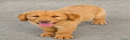Labrador Retriever perros en venta: Labrador retriever  en Sevilla - Anuncio 5