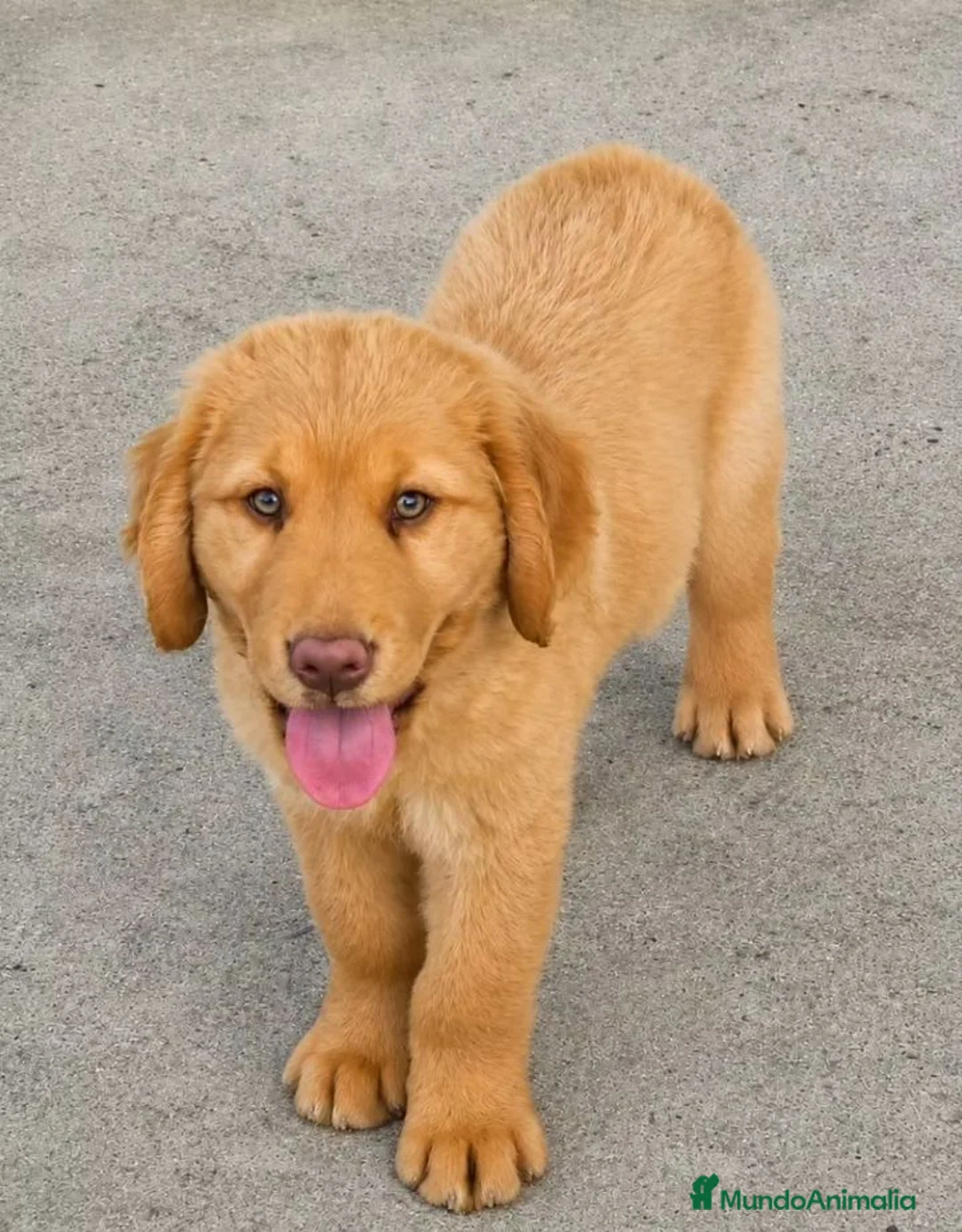 Labrador Retriever perros en venta: Labrador retriever  en Sevilla - Anuncio 5