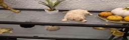 Maltipoo perros en venta: Maltipoo hembra  - Anuncio 7