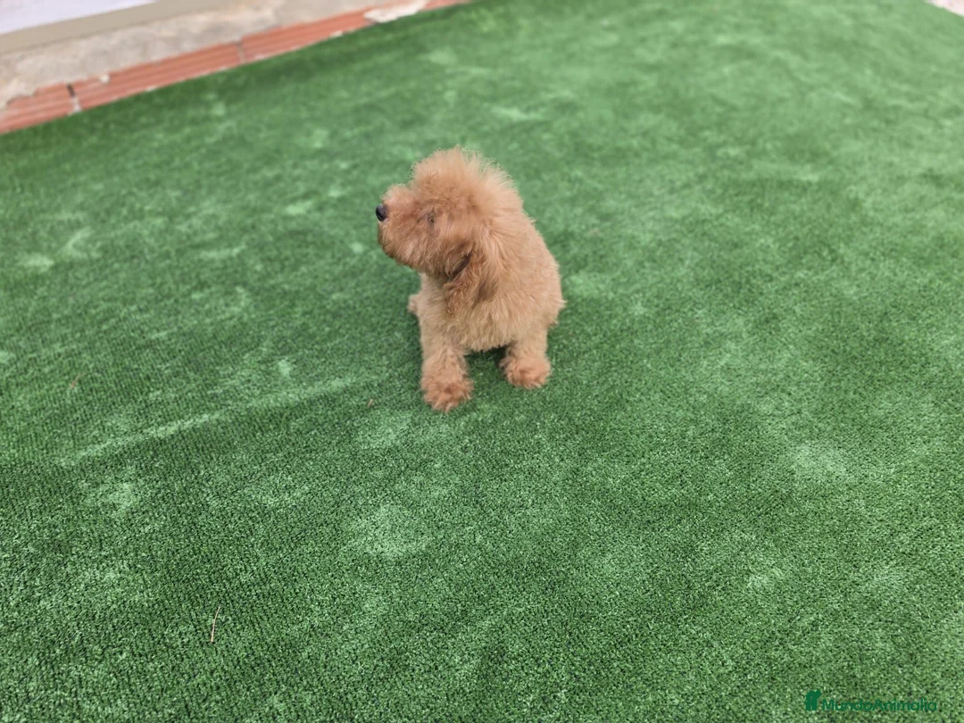 Caniche Toy perros en venta: Caniche macho - Anuncio 2