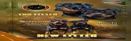 Rottweiler perros en venta: Cachorros de Rottweiler cria y selección en Valencia - Anuncio 4
