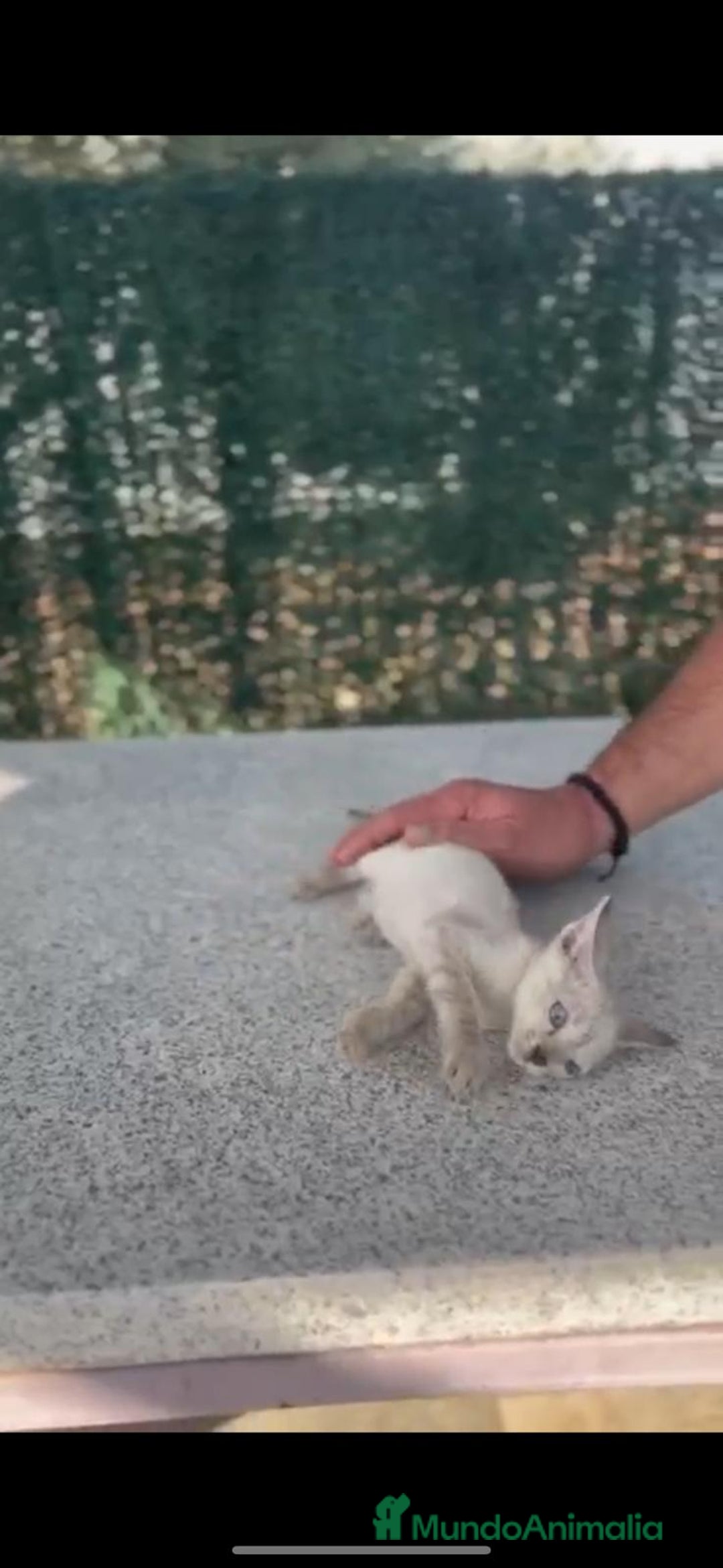 Siamés gatos en venta: SIAMES RED POINT - Imagen 3