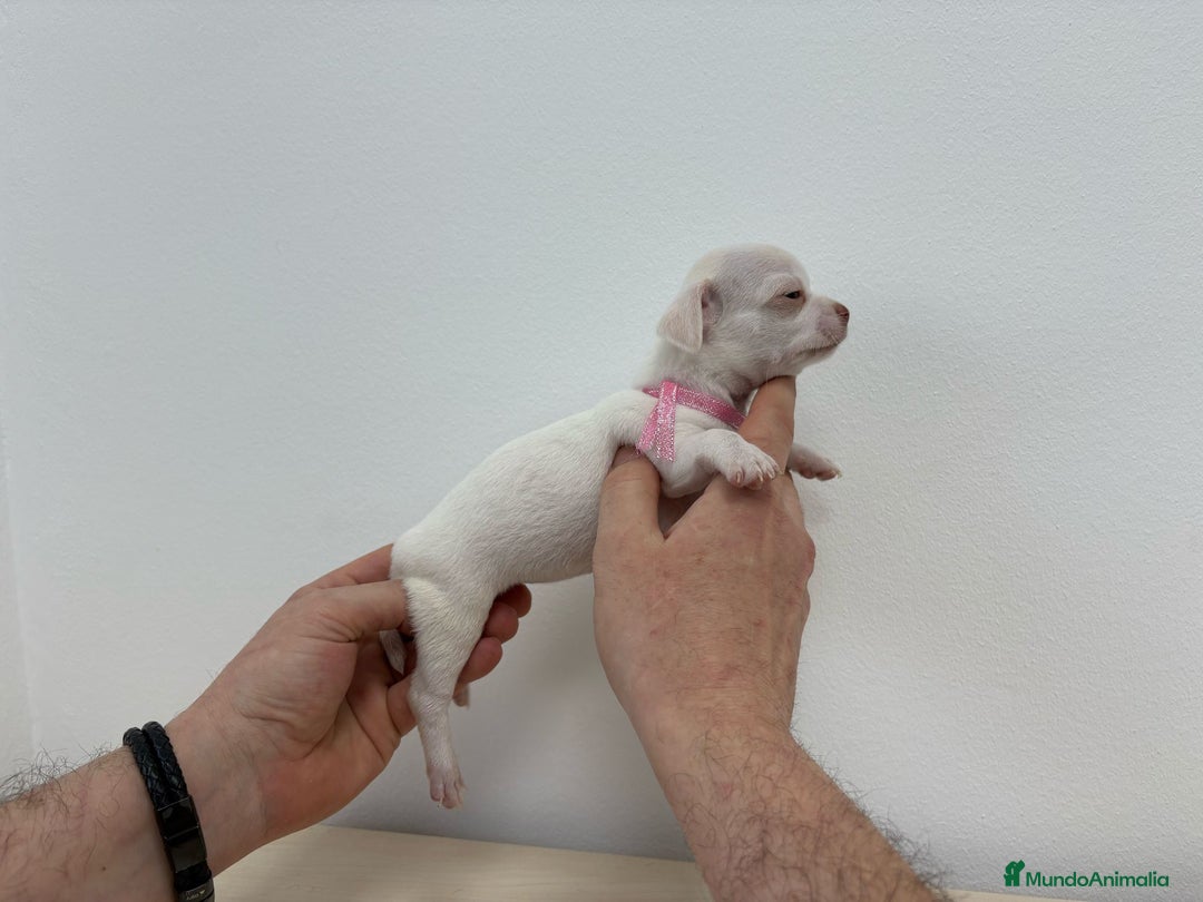 Chihuahua perros en venta: Chihuahua mini  - Anuncio 1