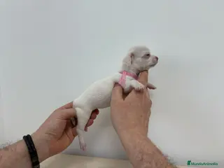 Chihuahua perros Chihuahua mini - Anuncio 21