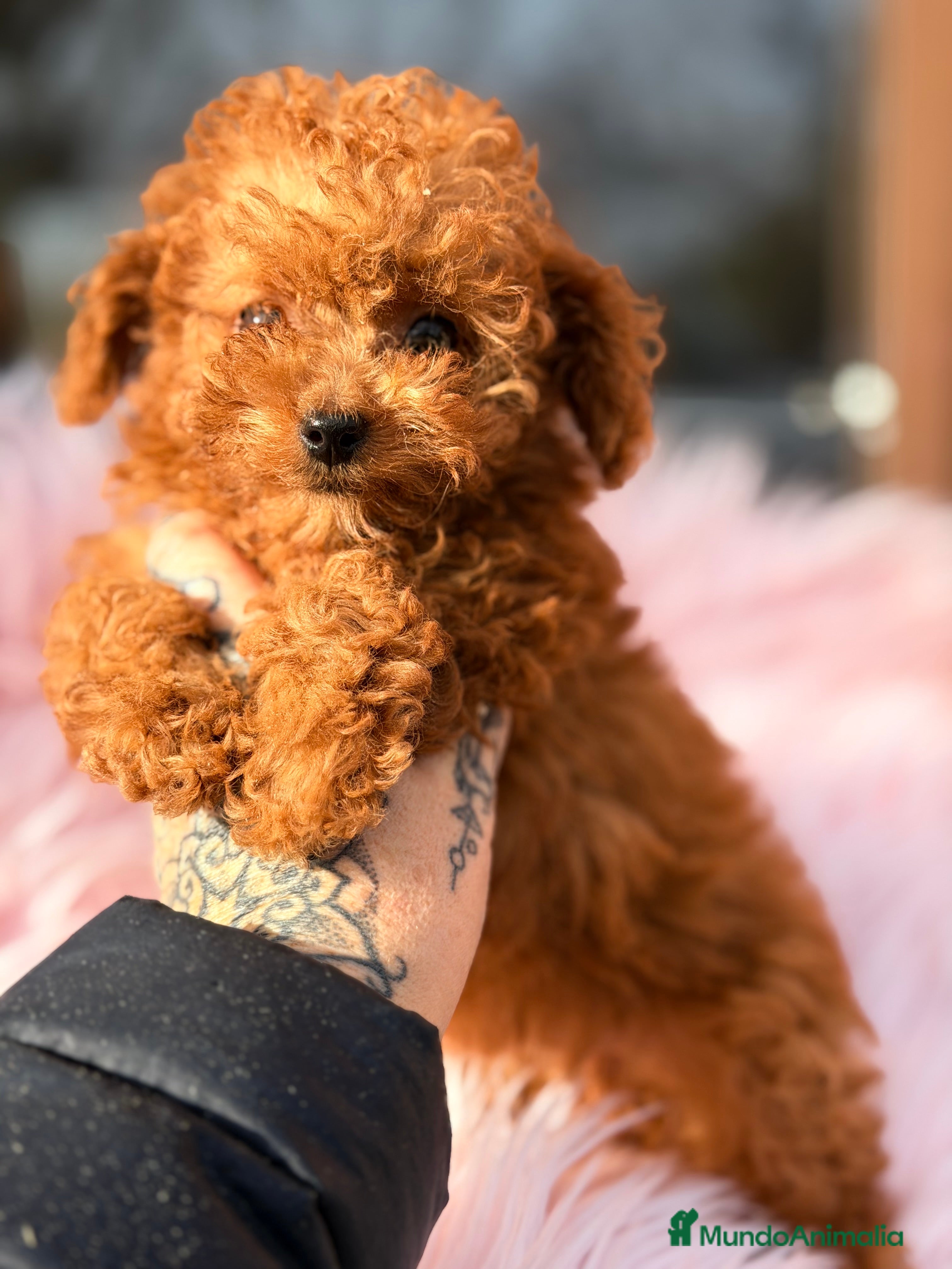 Caniche Toy perros Caniche Toy hembra  - Anuncio 4