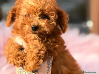 Caniche Toy perros Caniche Toy hembra - Anuncio 5