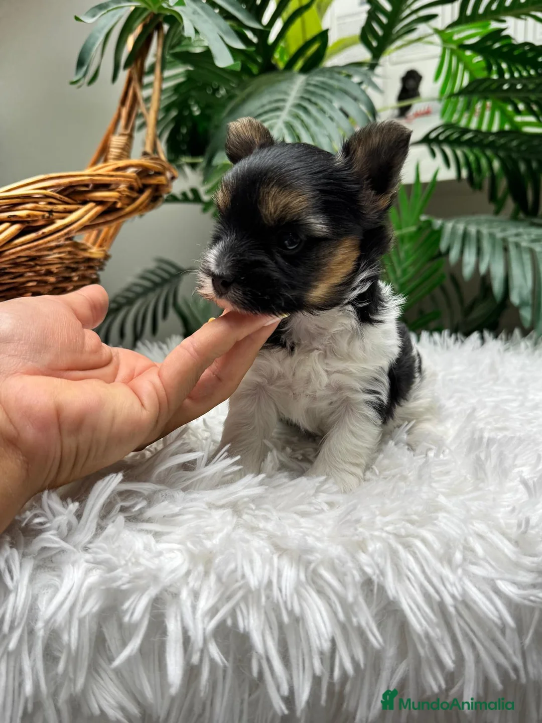 Yorkshire Terrier perros en venta: YORKSHIRE BIEWER - Anuncio 12