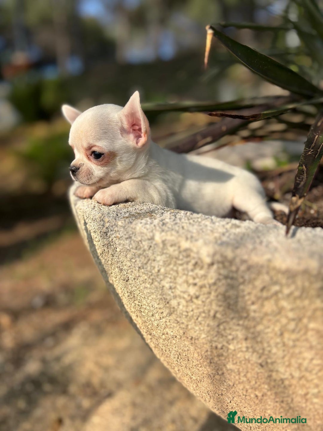 Chihuahua perros en venta: Chihuahua toy macho cabeza manzana - Anuncio 11