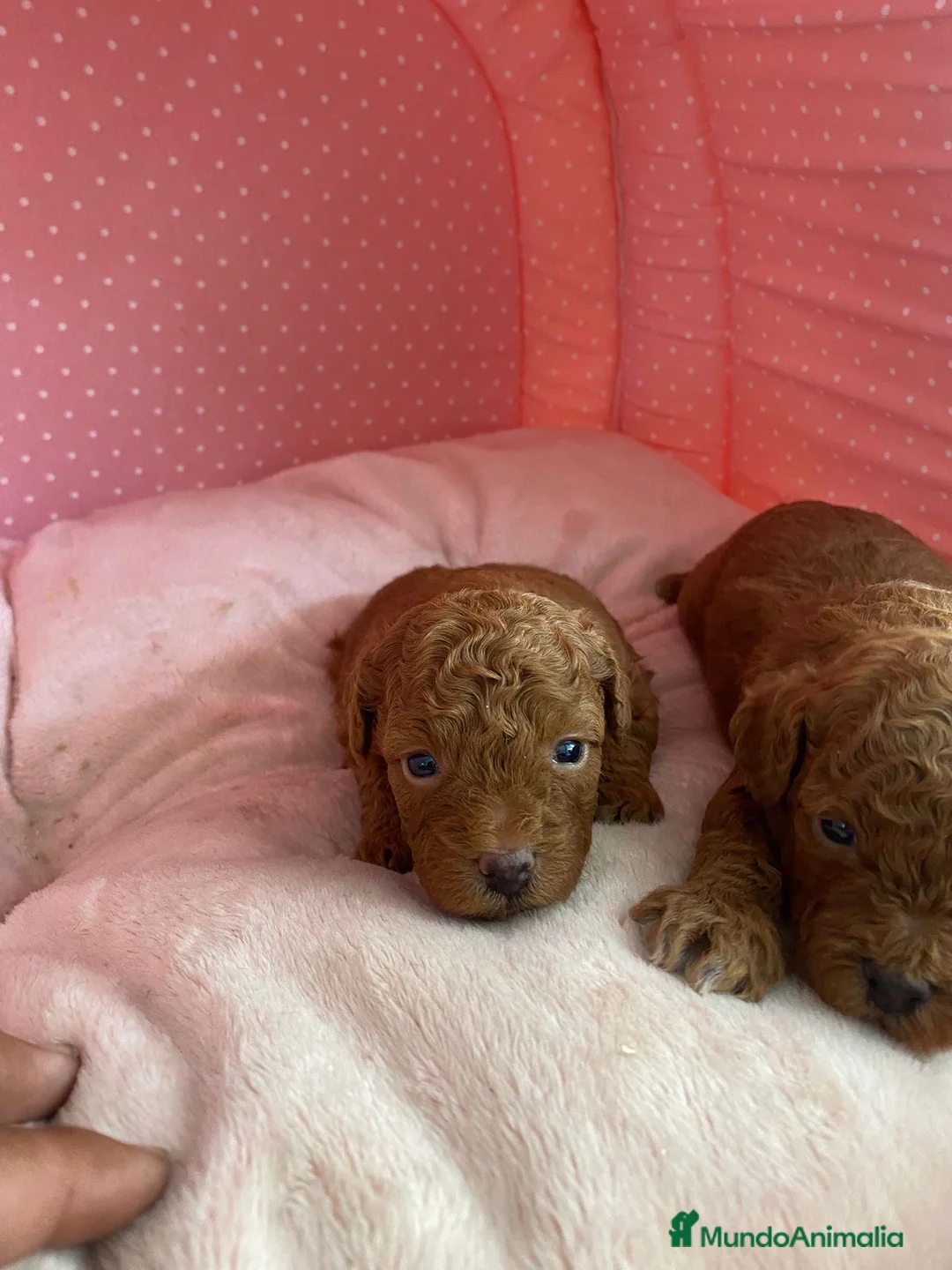 Caniche Enano perros en venta: CANICHES ENANOS ROJOS - Anuncio 2