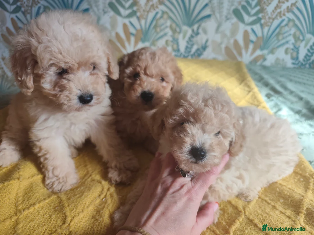 Caniche Toy perros en venta: Machitos caniche toy - Anuncio 4