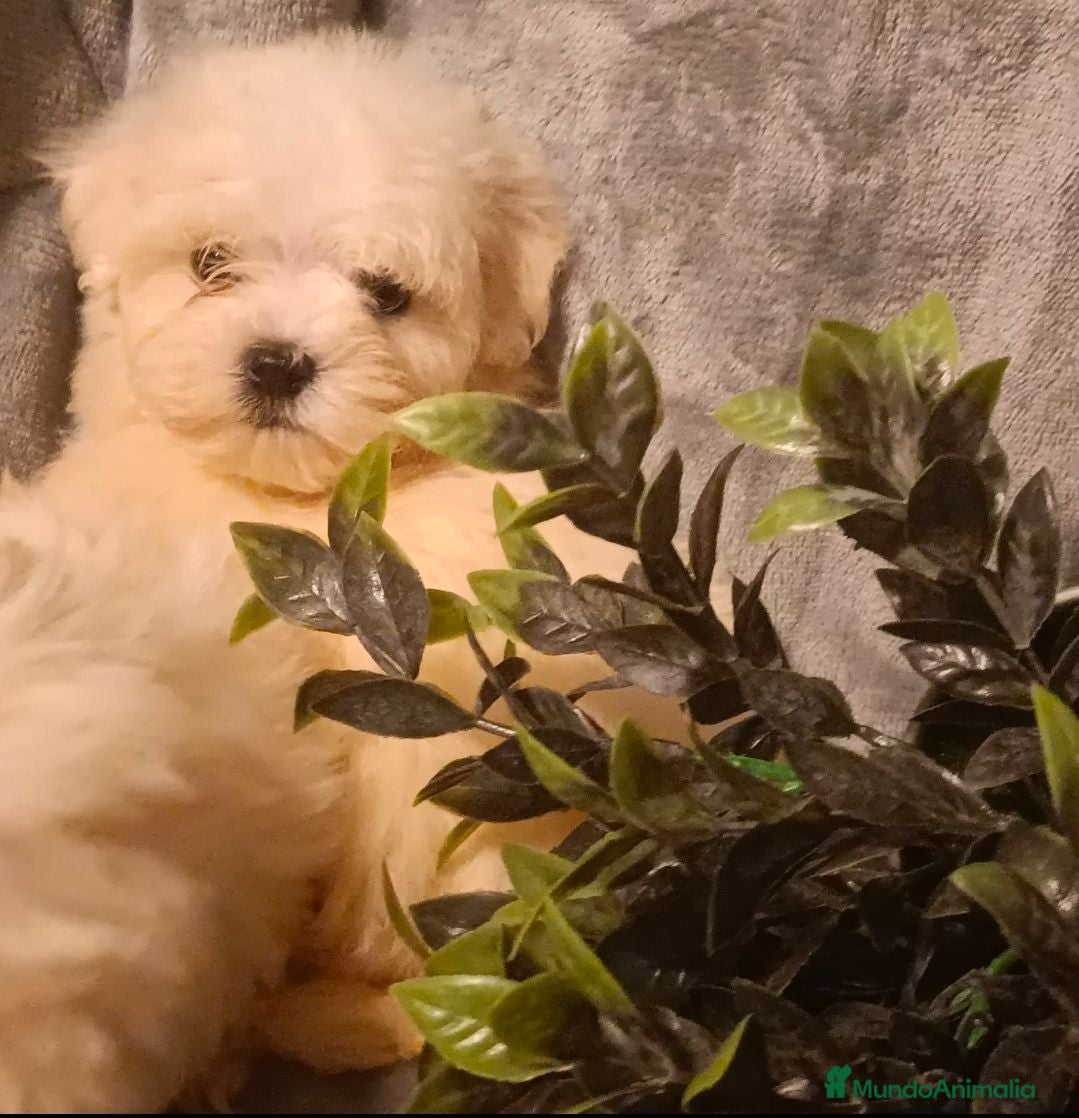 Bichón Maltés perros Bichon maltés macho - Anuncio 1