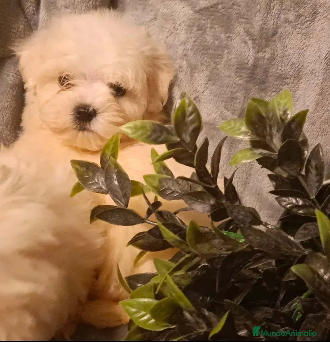 Bichón Maltés perros en venta: Bichon maltés macho - Anuncio 1