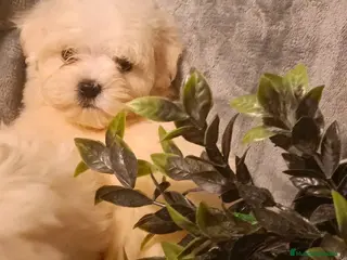 Bichón Maltés perros Bichon maltés macho - Anuncio 2
