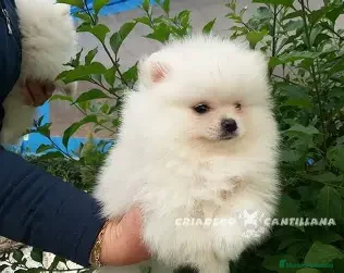 Pomerania perros ULTIMO MACHO POMERANIA - Anuncio 30
