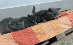 Británico de Pelo Corto Azul gatos en venta: British shorthair  - Imagen 11
