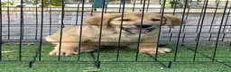 Pastor de Asia Central perros en venta: Cachorro Alabai  - Anuncio 4