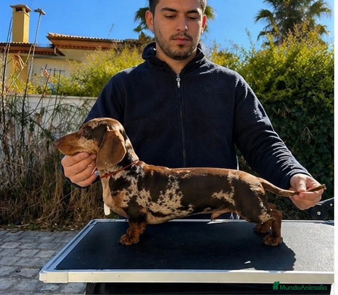 Teckel perros para monta: Teckel arlequín para montas - Anuncio 2