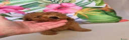 Caniche Toy perros en venta: Caniche toy  - Anuncio 8