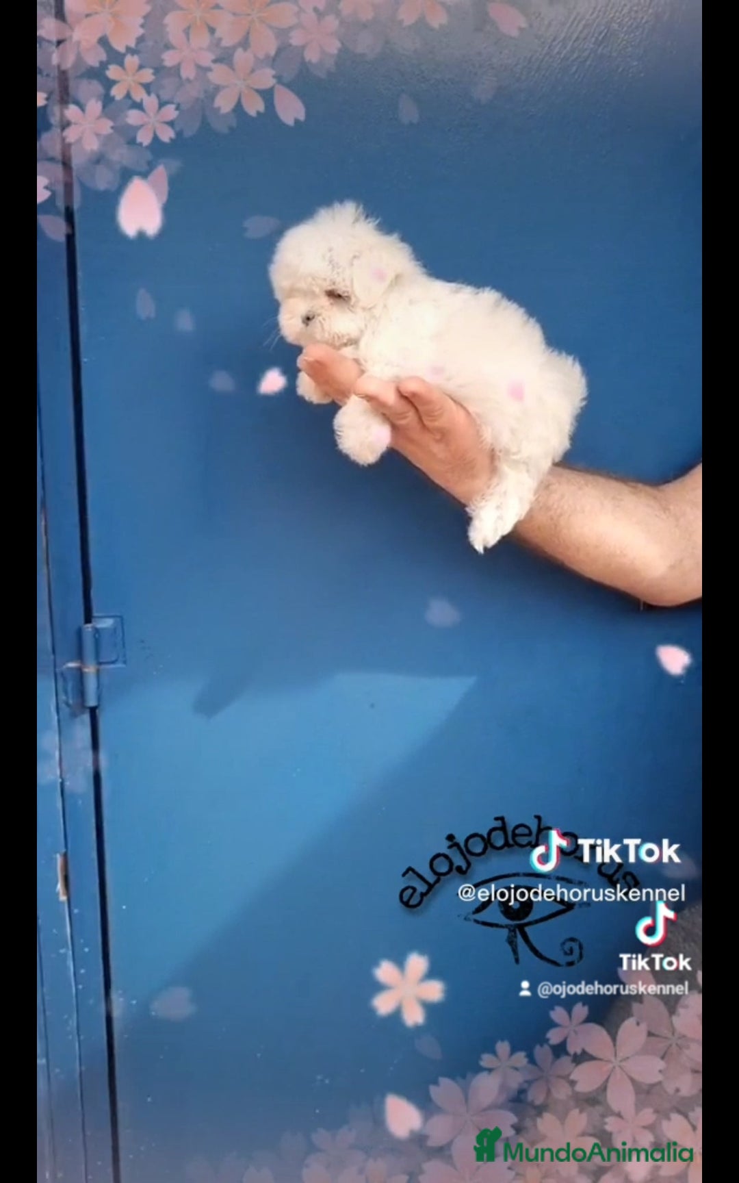 Bichón Maltés perros en venta: Coreano macho bichon maltés🩷 - Imagen 5